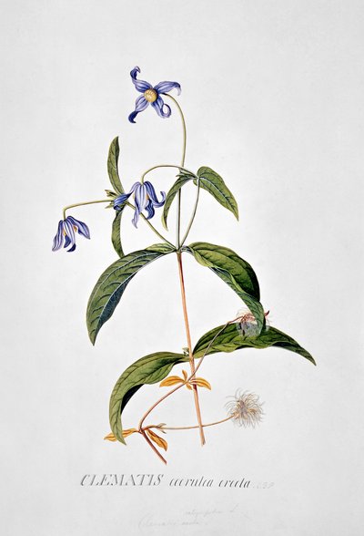 Clematis: Integrafolia von Georg Dionysius Ehret